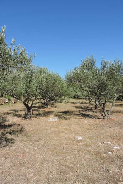 Dol olive grove